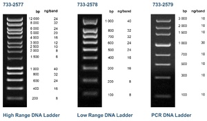 DNA ladders
