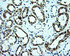 Anti-PLEK Mouse Monoclonal Antibody [clone: OTI6E7]