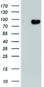 Anti-DNAAF1 Mouse Monoclonal Antibody [clone: OTI3A1]