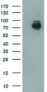 Anti-PIK3AP1 Mouse Monoclonal Antibody [clone: OTI7A12]