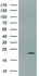 Anti-LZIC Mouse Monoclonal Antibody [clone: OTI5E3]