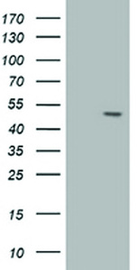 Anti-AP2M1 Mouse Monoclonal Antibody [clone: OTI1C12]