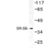 Anti-STAM Mouse Monoclonal Antibody [clone: 29C678]