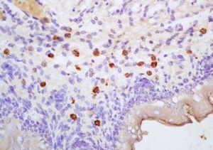 Immunohistochemical analysis of formalin-fixed paraffin embedded Rat colon tissue using DARC antibody (dilution at 1:200)
