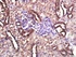 Immunohistochemical staining of rat kidney tissue using IL4I1 antibody.