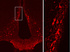 Immunofluorescent detection of tuberoinfundibular dopaminergic neurons in the hypothalamic arcuate nucleus of the rat, using the rabbit BSENR-148-50 polyclonal antiserum (BSENR-148-50; 1:2,000). Photo courtesy of Dr. Erik Hrabovszky, Hungarian Academy of Sciences, Budapest, Hungary.