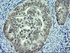 Anti-MCTS1 Mouse Monoclonal Antibody [clone: OTI2G2]