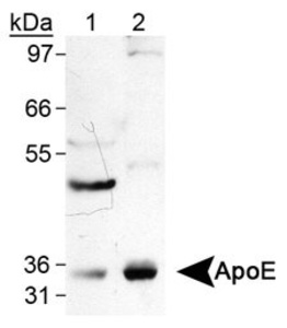 Anti-APOE Mouse monoclonal antibody unconjugated [clone: WUE-4]