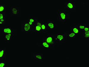 Anti-HOXC11 Mouse Monoclonal Antibody [clone: OTI4H8]
