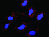 Anti-CBL + MET Polyclonal Antibody Pair