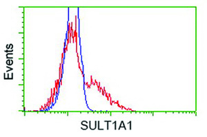 Anti-SULT1A1 Mouse Monoclonal Antibody [clone: OTI6C8]
