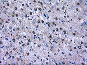 Anti-ID3 Mouse Monoclonal Antibody [clone: OTI12C7]