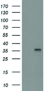 Anti-HMOX2 Mouse Monoclonal Antibody [clone: OTI4B2]