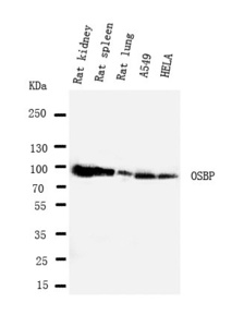 Anti-OSBP1 Rabbit Polyclonal Antibody