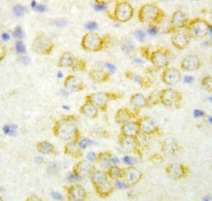 Immunohistochemical staining of paraffin embedded rat brain tissue using FGF9 antibody
