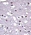 Anti-OPRM1 Rabbit Polyclonal Antibody (Biotin)