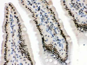 Anti-HMGB3 Rabbit Polyclonal Antibody