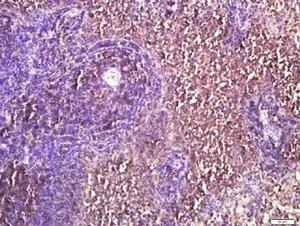 Immunohistochemical staining of rat spleen tissue using IL4I1 antibody.