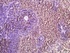 Immunohistochemical staining of rat spleen tissue using IL4I1 antibody.