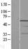 Anti-PMS2 Mouse Monoclonal Antibody [clone: 163C1251]