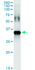 Anti-GIMAP5 Polyclonal Antibody Pair