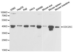 Western blot analysis of extracts of K562 cell lines using CDC25C antibody