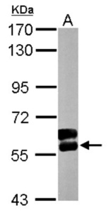 Anti-BECN1 Rabbit Polyclonal Antibody