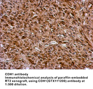 Anti-FZR1 Rabbit Polyclonal Antibody