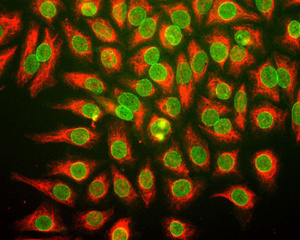 Human HeLa Cells grown in tissue culture and stained with Chicken antibody to Vimentin BSENC-1409-50 (red) and Mouse monoclonal antibody to Nuclear Pore Complex [39C7] BSENM-1397-250 (green).