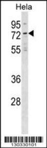 Anti-NET1 Rabbit Polyclonal Antibody (APC (Allophycocyanin))