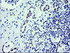 Anti-ZBED1 Mouse Monoclonal Antibody [clone: OTI2A7]