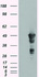 Anti-GFAP Mouse Monoclonal Antibody [clone: OTI1B3]