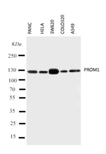 Anti-PROM1 Rabbit Polyclonal Antibody
