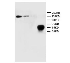 Anti-CD62L Rabbit Polyclonal Antibody