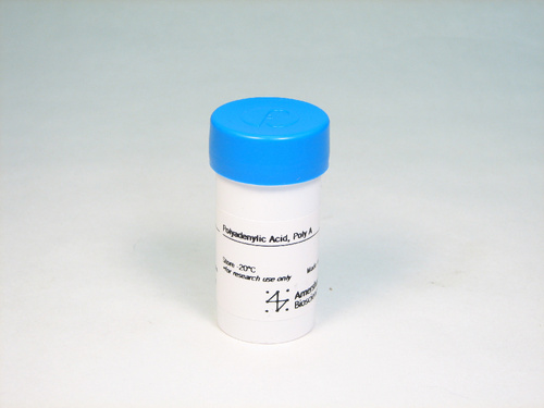 Polyadenylic acid (poly-A)