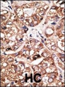 Anti-NEUROD1 Rabbit Polyclonal Antibody (HRP (Horseradish Peroxidase))