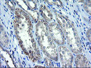 Anti-CHN1 Mouse Monoclonal Antibody [clone: OTI2D10]