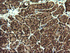 Anti-STK38L Mouse Monoclonal Antibody [clone: OTI4D8]
