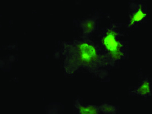 Anti-SEC14L2 Mouse Monoclonal Antibody [clone: OTI1H3]