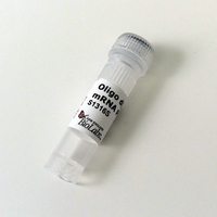Oligo d(T)18 (no 5'-Phosphate), New England Biolabs