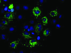 Anti-MTRF1L Mouse Monoclonal Antibody [clone: OTI1D11]