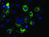 Anti-MTRF1L Mouse Monoclonal Antibody [clone: OTI1D11]