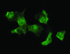 Anti-MSI1 Mouse Monoclonal Antibody [clone: OTI3C2]
