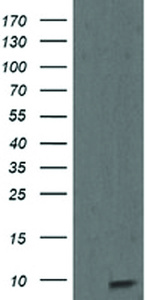 Anti-ROMO1 Mouse Monoclonal Antibody [clone: OTI5G8]