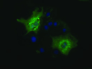 Anti-HDAC6 Mouse Monoclonal Antibody [clone: OTI1D10]