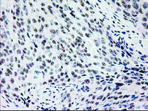 Anti-MGLL Mouse Monoclonal Antibody [clone: OTI1C6]