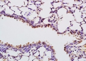 Anti-RNASE4 Rabbit Polyclonal Antibody