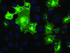 Anti-MMAB Mouse Monoclonal Antibody [clone: OTI1G3]
