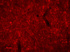 Anti-Mouse AGRP Guinea Pig Polyclonal Antibody