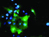 Anti-DOK7 Mouse Monoclonal Antibody [clone: OTI1F7]